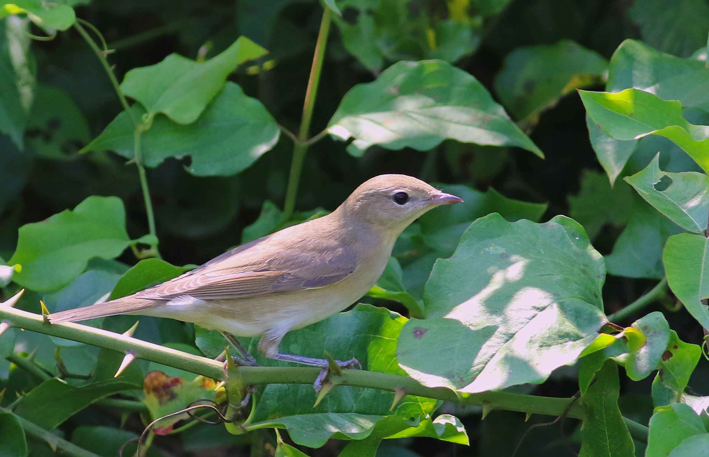 Garden Warbler